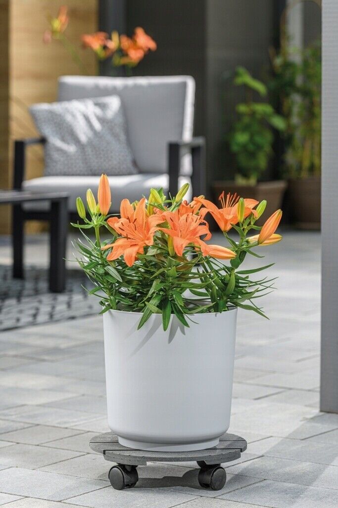 Potted Plant Pot Stand Mover on Wheels Outdoor Garden Flower Caddy Holder - Image 16