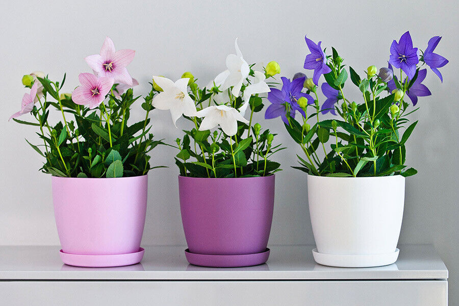 Plant Pots Flower Planter 6 Colours 8 sizes Matt Plastic Pot + Saucer Tray Deco - Image 5