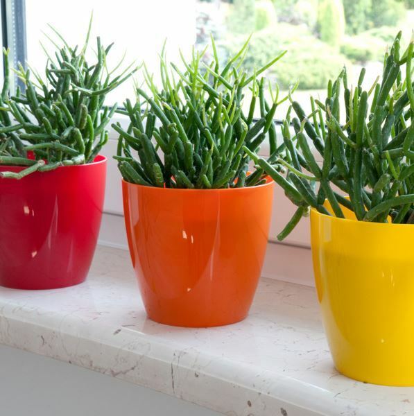 Plant Flower Pot Plastic 20 Colours 9 sizes Gloss Pots Planter Saucer Tray Deco - Image 7