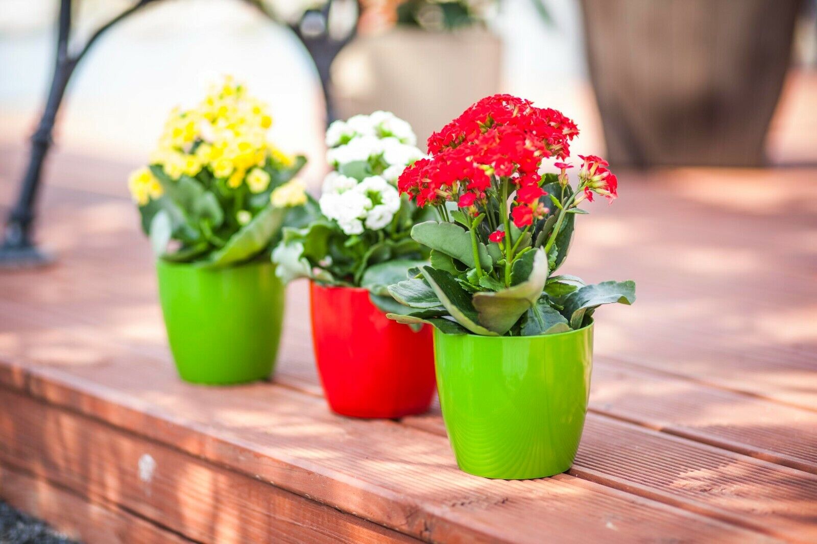 Plant Flower Pot Plastic 20 Colours 9 sizes Gloss Pots Planter Saucer Tray Deco - Image 8