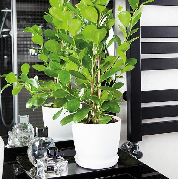 Plant Flower Pot Plastic 20 Colours 9 sizes Gloss Pots Planter Saucer Tray Deco - Image 12