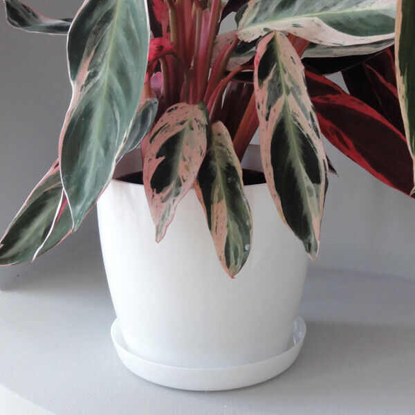 Plant Flower Pot Plastic 20 Colours 9 sizes Gloss Pots Planter Saucer Tray Deco - Image 14