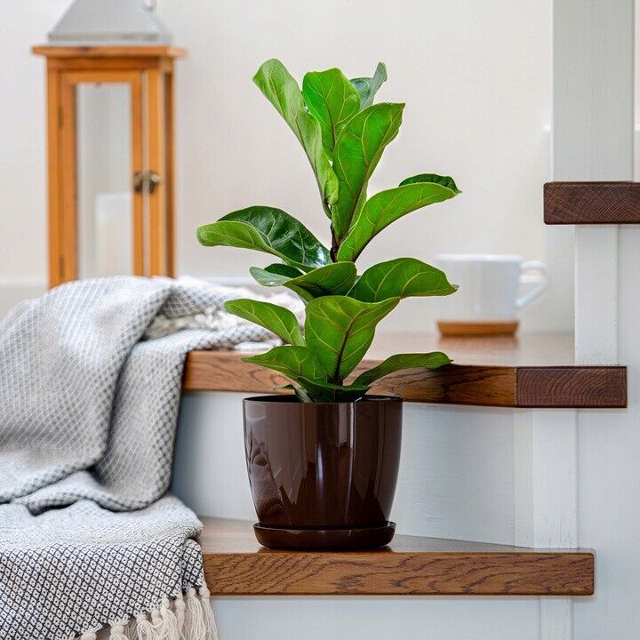 Plant Flower Pot Plastic 20 Colours 9 sizes Gloss Pots Planter Saucer Tray Deco - Image 18