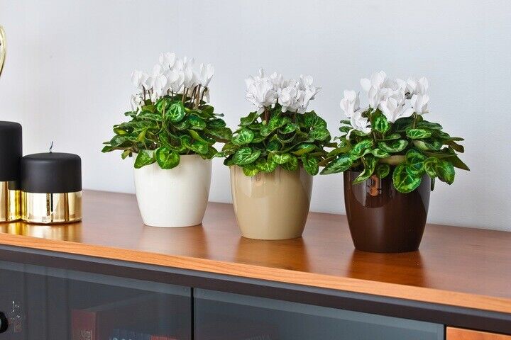 Plant Flower Pot Plastic 20 Colours 9 sizes Gloss Pots Planter Saucer Tray Deco - Image 19