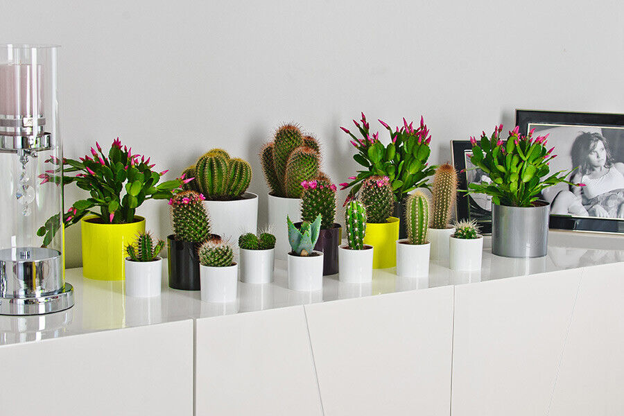 Cactus Plant Pot Round Plastic Pots Cylinder Modern Decorative Small Medium - Image 4