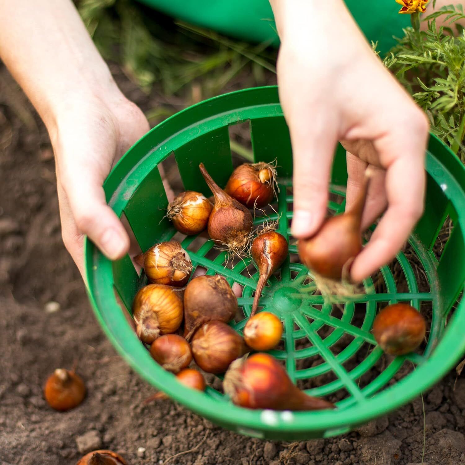 Bulb Baskets Daffodil Tulip Crocus Snowdrop Allium Easy Planter 20cm/23cm/26cm - Image 5
