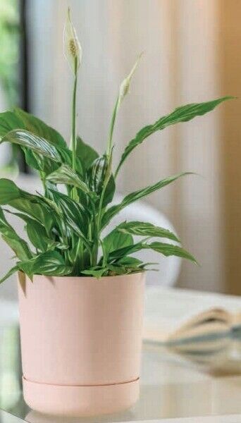 Plant Pot with Saucer Flowerpot Round Plastic Modern Decorative 6 Pastel Colours - Image 4