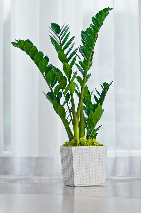 Plant Pot Rattan Square Flower Modern Decorative Large Small - Image 10