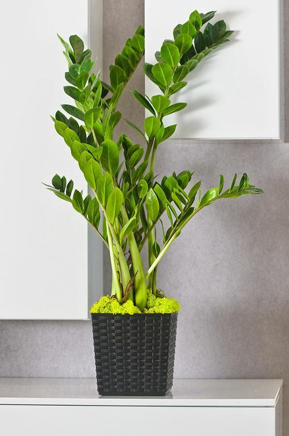 Plant Pot Rattan Square Flower Modern Decorative Large Small - Image 11