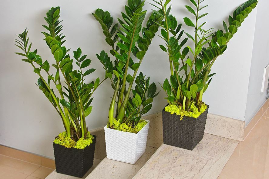 Plant Pot Rattan Square Flower Modern Decorative Large Small - Image 13
