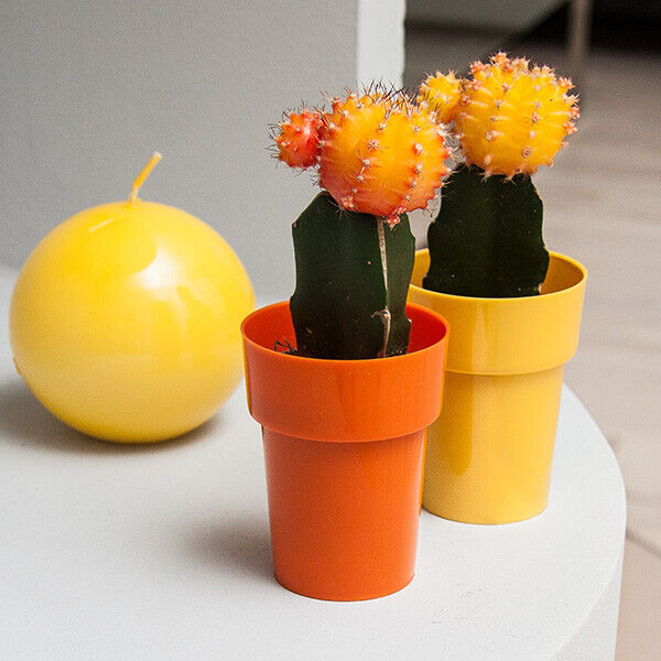 Micro mini Plant Pot Cactus Orchid Plastic 11 Colours Gloss 6cm Modern Bright - Image 3