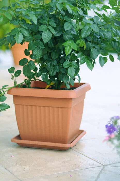Square Black Plastic Plant Pot Saucers / Water Trays | Sizes Available 14cm-41cm - Image 9