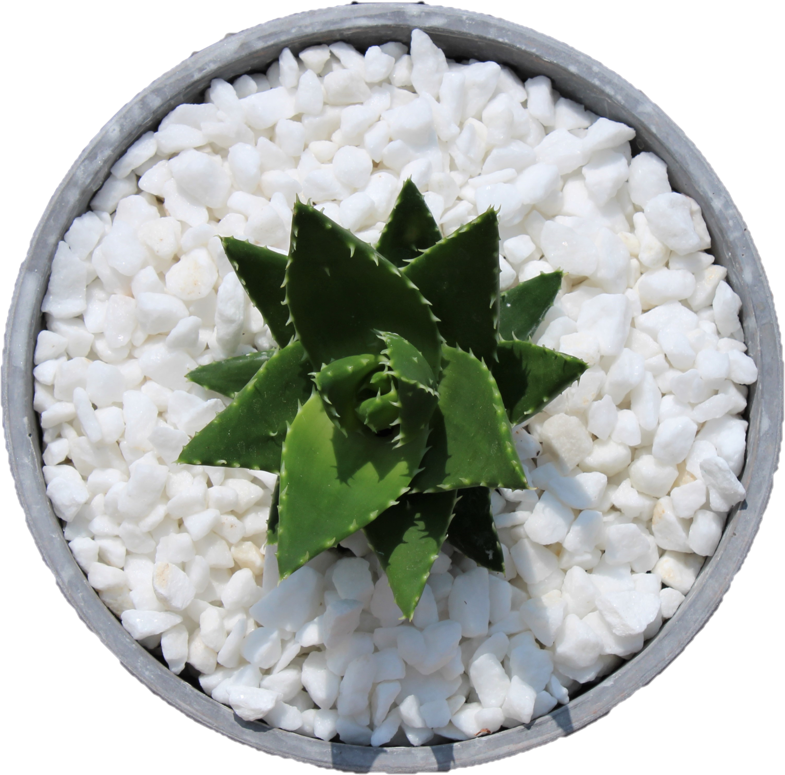 Decorative Marble Extra White Stones Chippings 8-16mm - Image 3